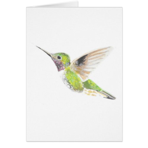 Hummingbird