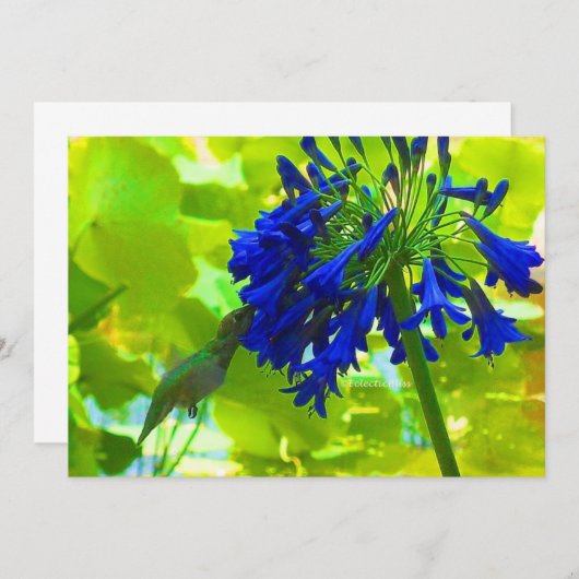 Hummingbird (Front/Back)