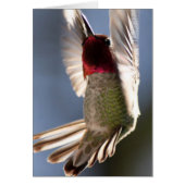 Hummingbird (Front)