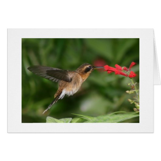 Hummingbird (Front Horizontal)