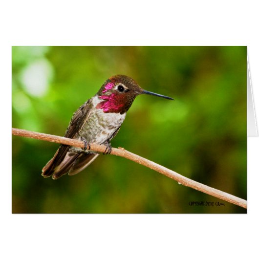 Hummingbird095 Cards (Front Horizontal)