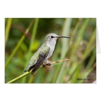 Hummingbird 069 cards