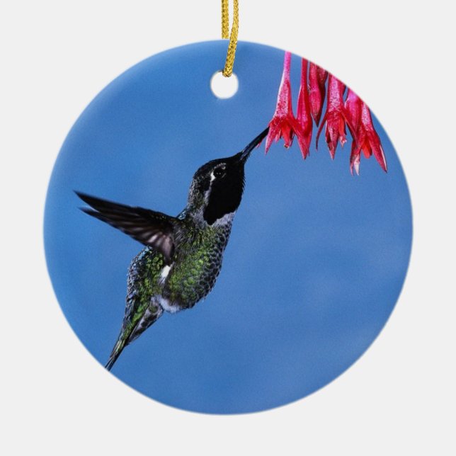 Hummingbird [1] ceramic ornament (Front)
