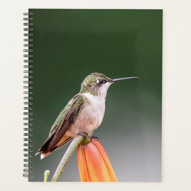 Hummingbird 2026 Planner | Migratory Bird (Front)