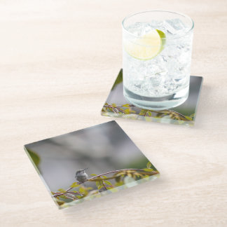 Hummingbird 3346 glass coaster