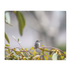 Hummingbird 3346 metal print