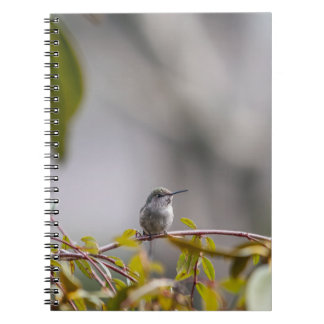 Hummingbird 3346 notebook