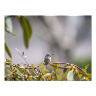 Hummingbird 3346 photo print