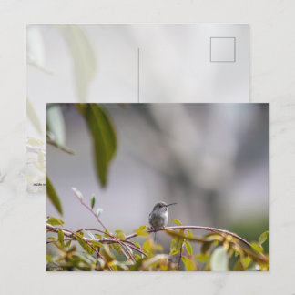 Hummingbird 3346 postcard
