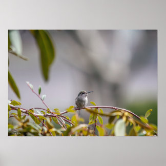 Hummingbird 3346 Poster