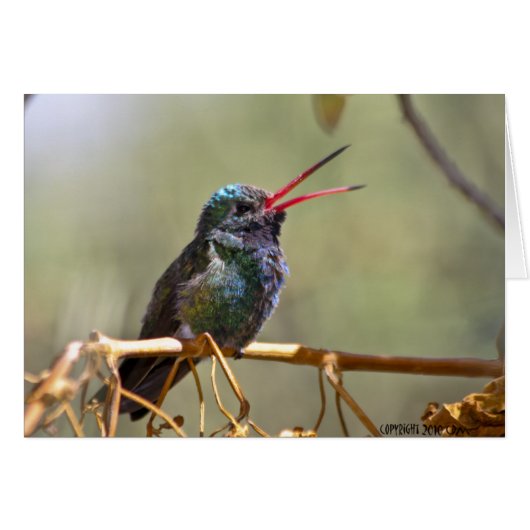 Hummingbird 468 cards (Front Horizontal)