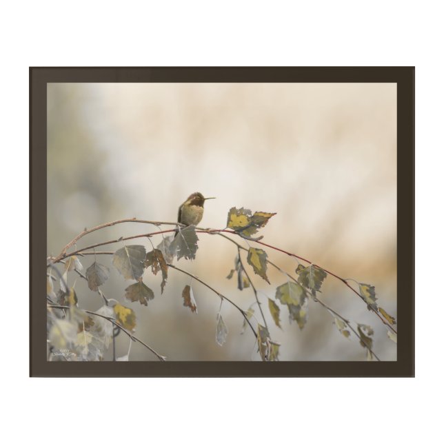 Hummingbird 5265 acrylic print (Front)