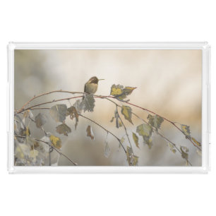 Hummingbird 5265 acrylic tray