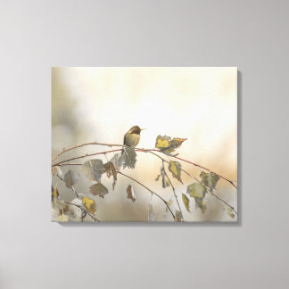 Hummingbird 5265 canvas print