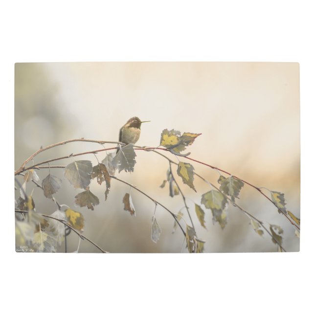 Hummingbird 5265 metal print (Front)
