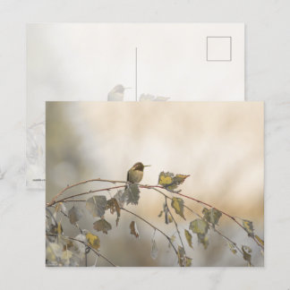 Hummingbird 5265 postcard