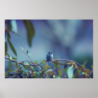 Hummingbird 5738 poster