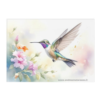 Hummingbird Acrylic Print