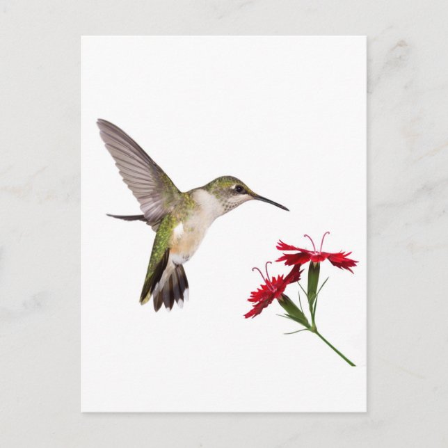 Hummingbird and a Red Dianthus Postcard (Front)
