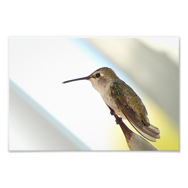 Hummingbird and agave photo print (Front)