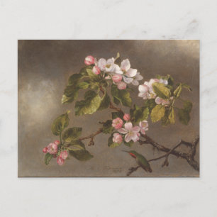 Hummingbird And Apple Blossoms Postcard