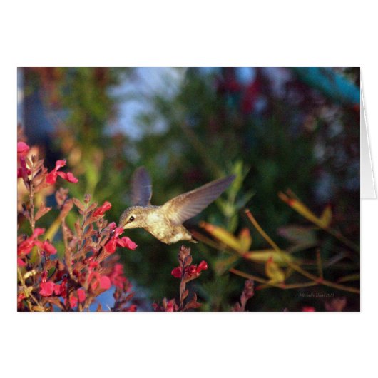 Hummingbird And Blooms (Front Horizontal)