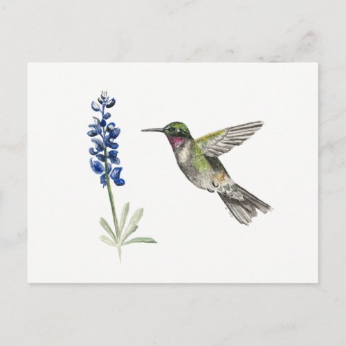 Hummingbird and Bluebonnet Postcard