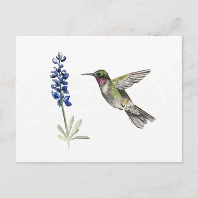 Hummingbird and Bluebonnet Postcard (Front)