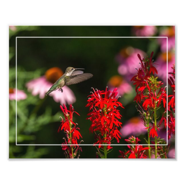 Hummingbird And Cardinal Flower Photo Print (Front)