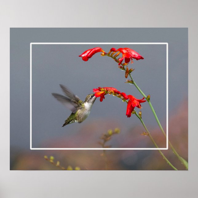 Hummingbird And Crocosmia Poster (Front)