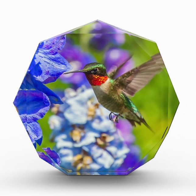 Hummingbird And Delphinium Acrylic Award (Front)