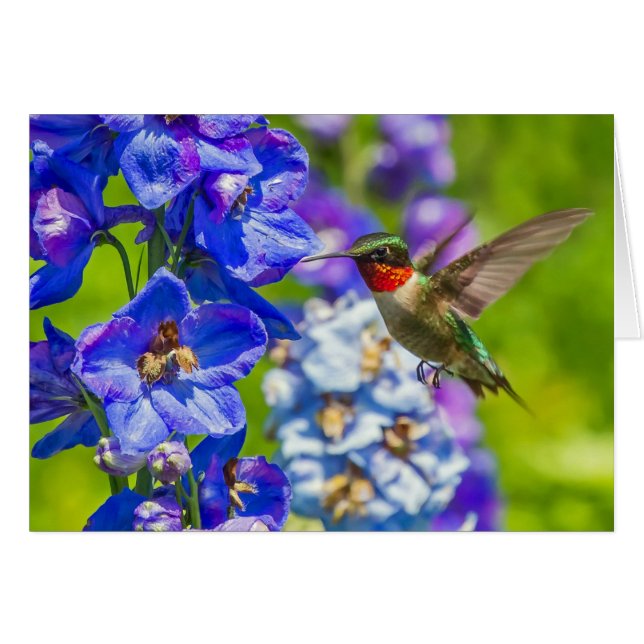 Hummingbird And Delphinium Cards (Front Horizontal)