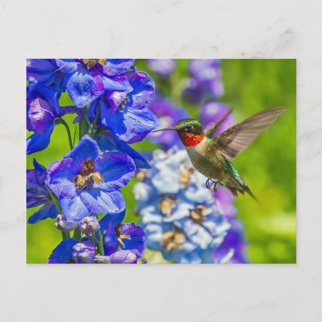 Hummingbird And Delphinium Postcard (Front)