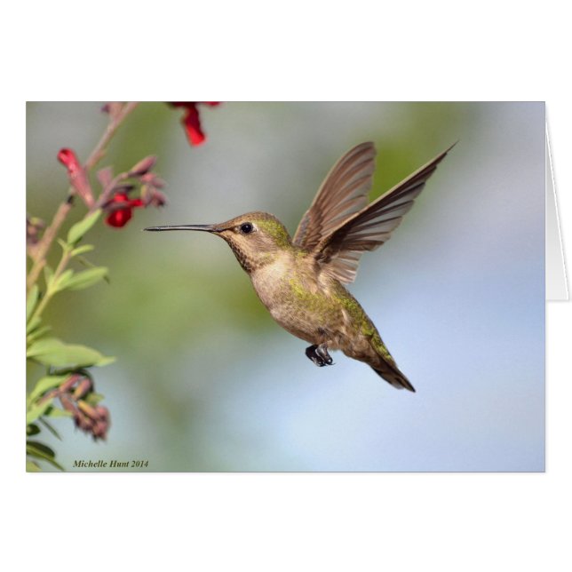 Hummingbird and Flower Cards (Front Horizontal)
