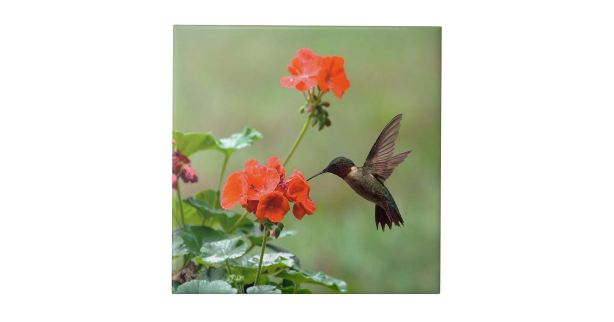 Hummingbird And Flowers Ceramic Tile | Zazzle