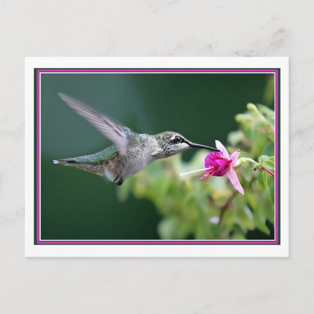 Hummingbird And Fuchsia Postcard (Front)