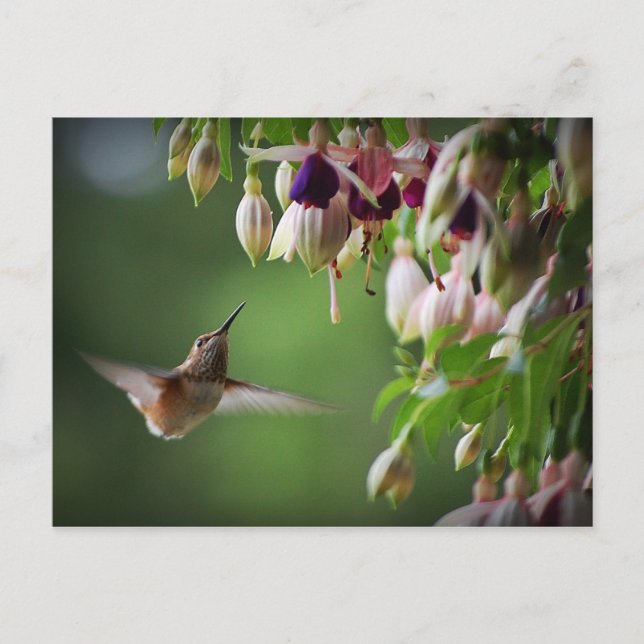 Hummingbird And Fushia Flower Plant Postcard (Front)