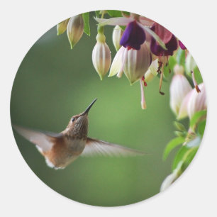 Hummingbird And Fushia Flower Plant Sticker