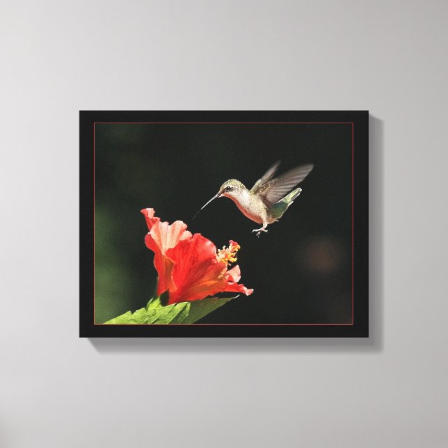 Hummingbird And Hibiscus Canvas Print (Front)