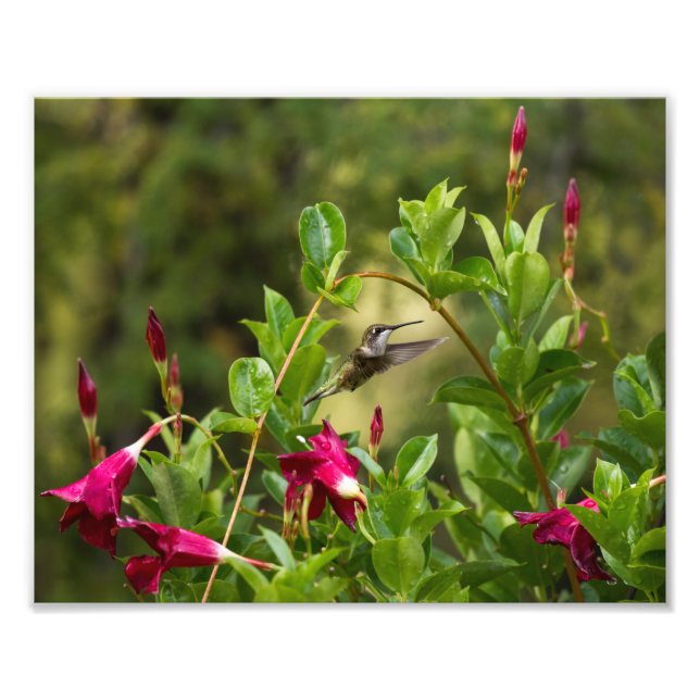 Hummingbird And Mandevilla Photo Print (Front)