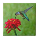 Hummingbird And Red Zinnia Ceramic Tiles at Zazzle