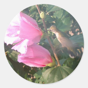 Hummingbird and Rose of Sharon Classic Round Sticker