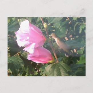 Hummingbird and Rose of Sharon Postcard