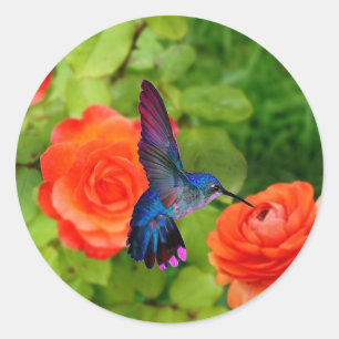 Hummingbird And Roses Classic Round Sticker