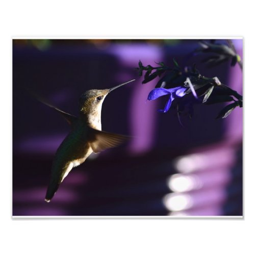 Hummingbird and Salvia Black  Blue Photo Print