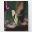 Hummingbird and Salvia Flower Plaque