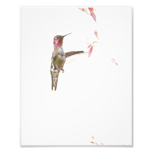 Hummingbird and single Flower Photo Print