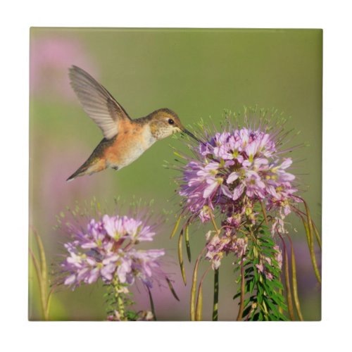 Hummingbird and Wildflowers Ceramic Tile