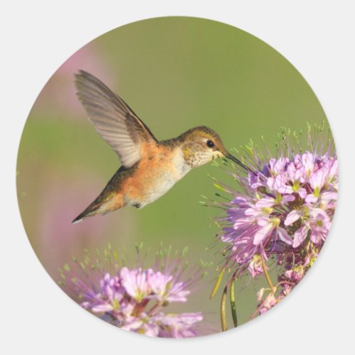 Hummingbird and Wildflowers Classic Round Sticker