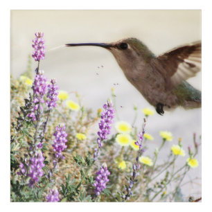 Hummingbird and Wildflowers Digital Ar Acrylic Print